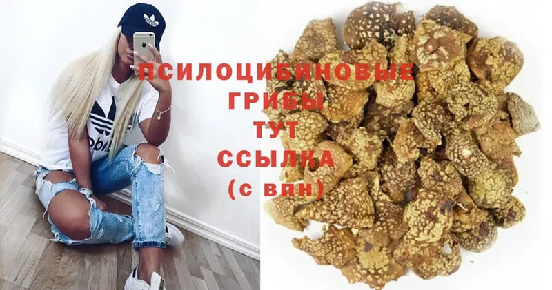 Галлюциногенные грибы Psilocybe  Озёры 